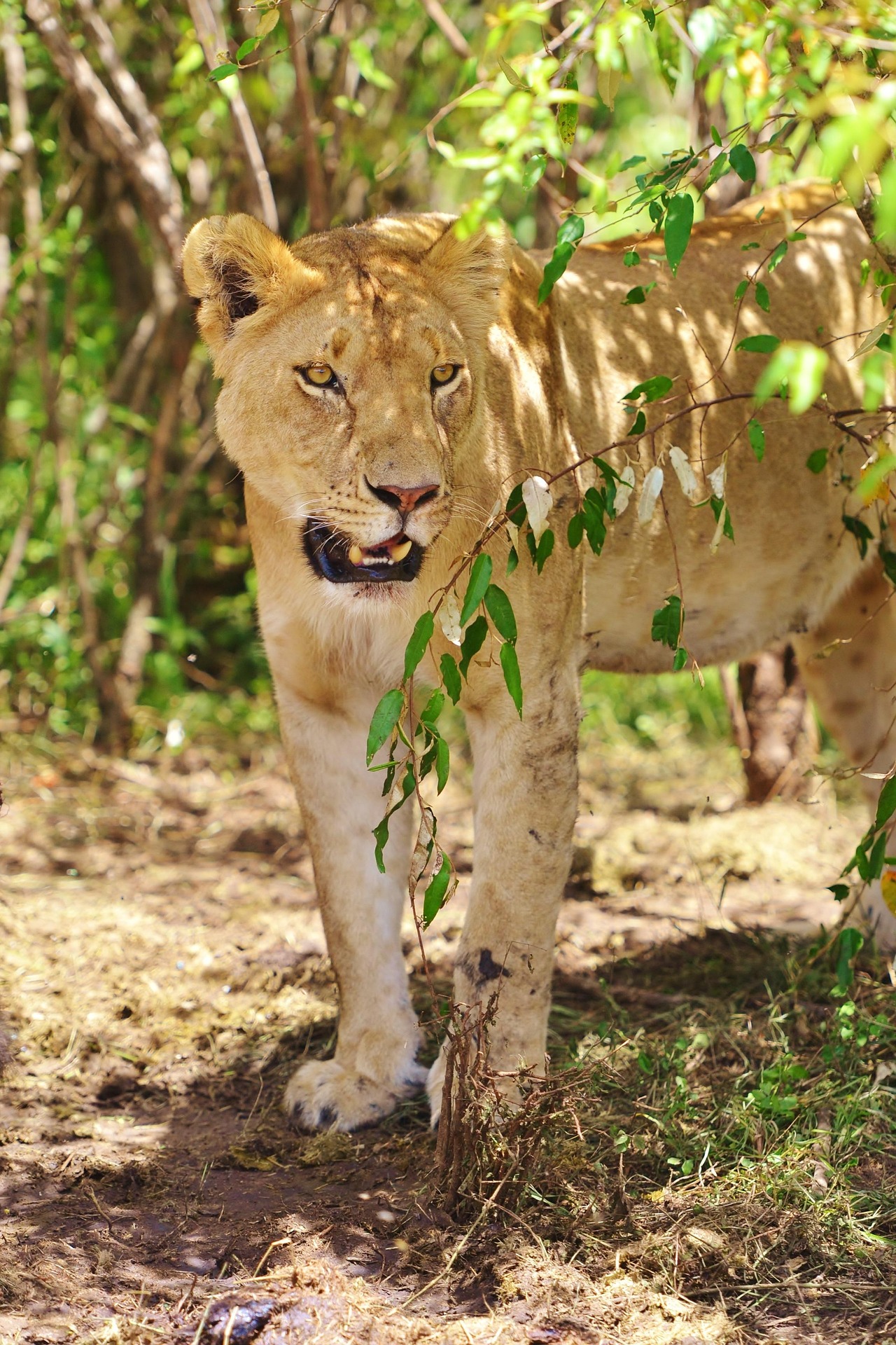safari in kenya