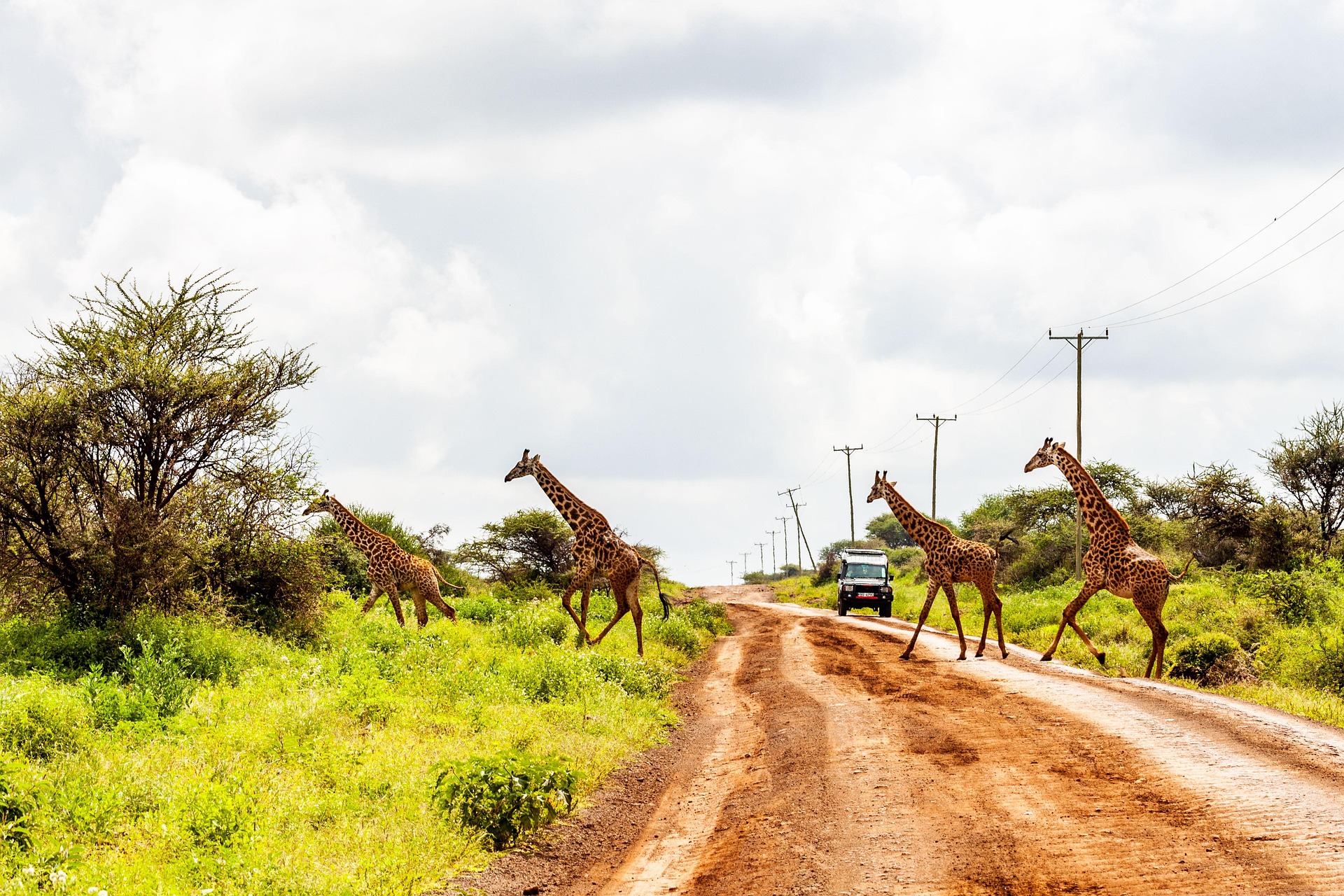 Best Kenya Safari Packages for Every Traveler