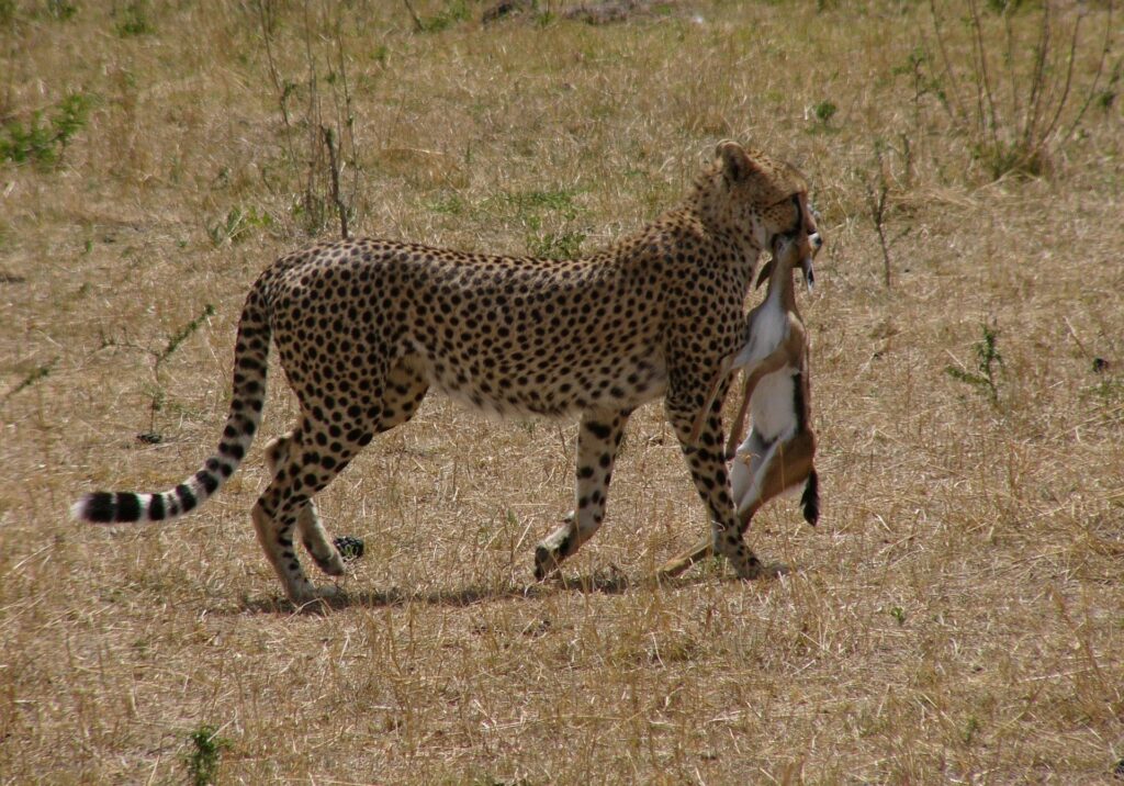 leopard safari in kenya