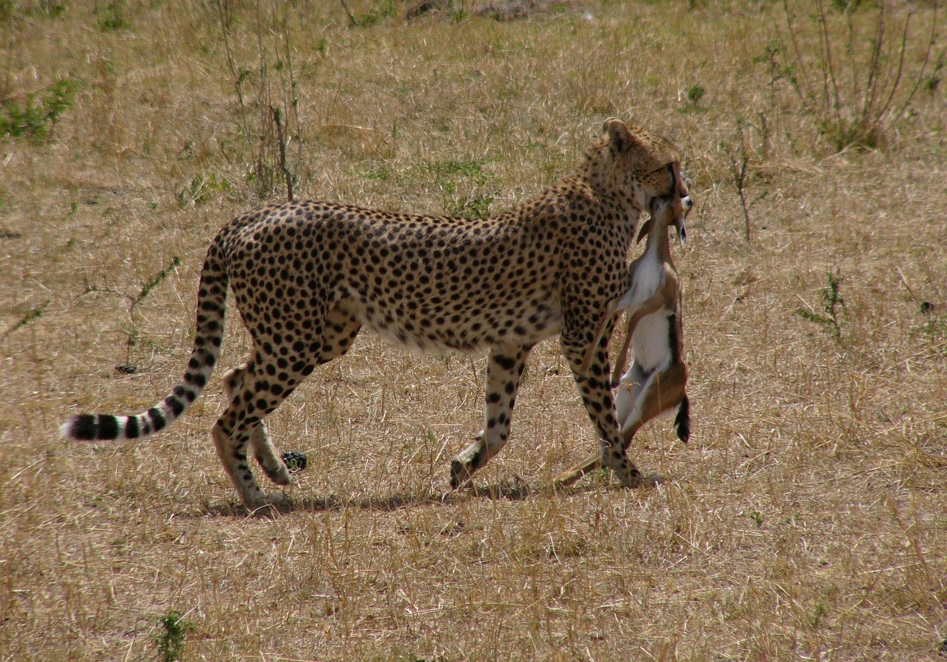 leopard safari in kenya