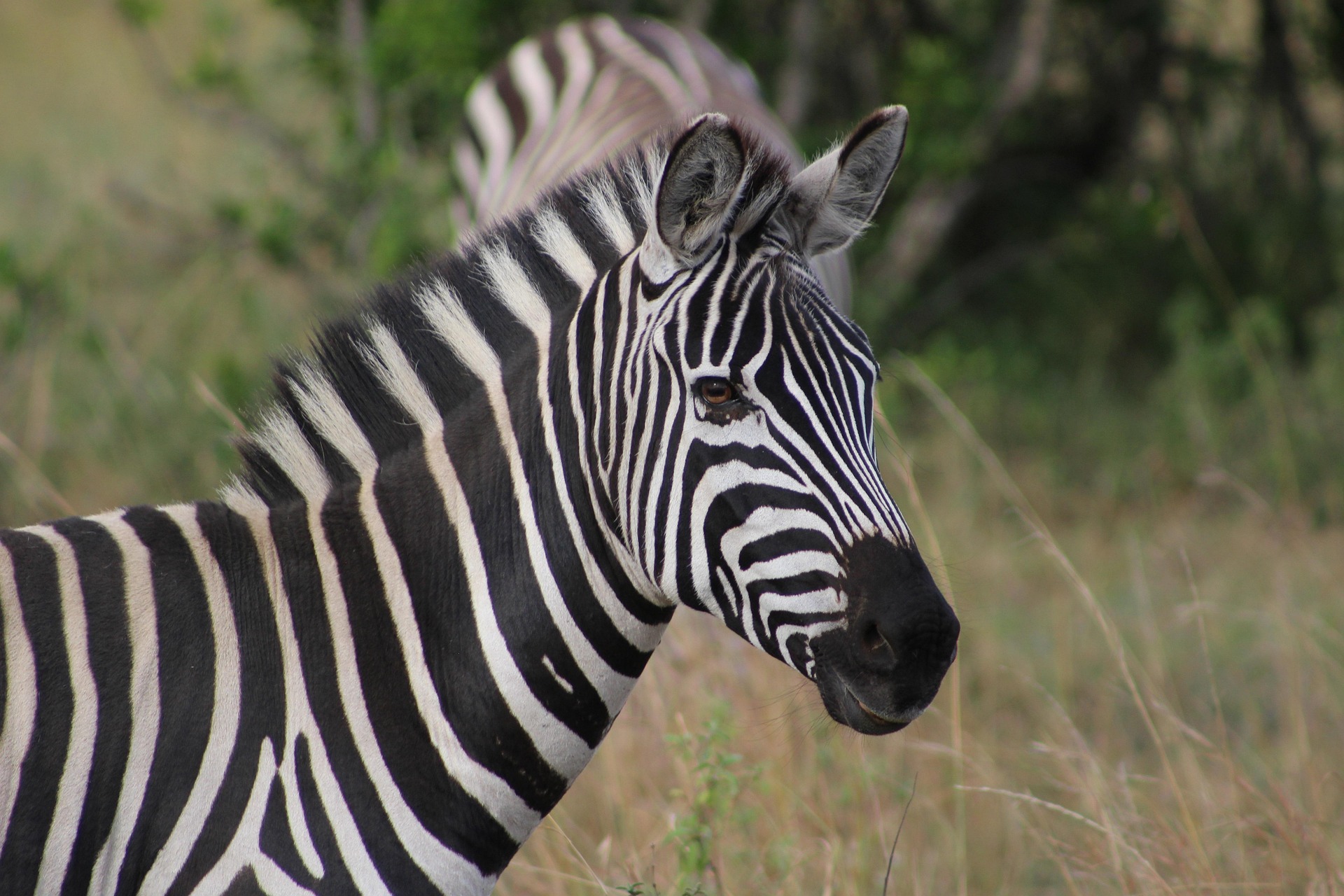 Kemya safaris
