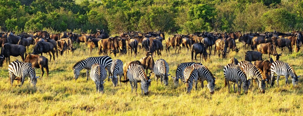 best safari in kenya maasai mara