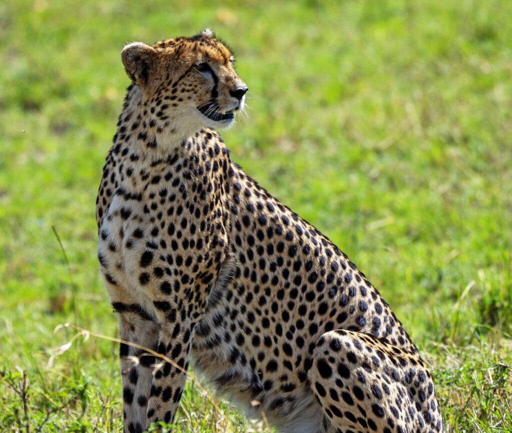Masai Mara Leo[ard