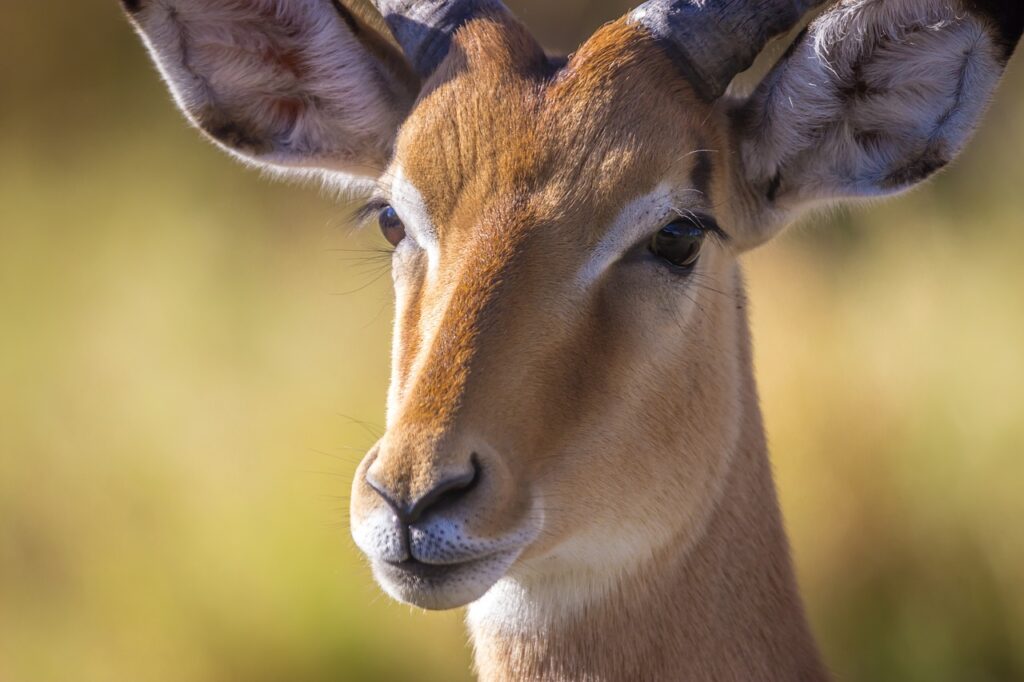Your Gateway to the Best Safari Adventures in Kenya