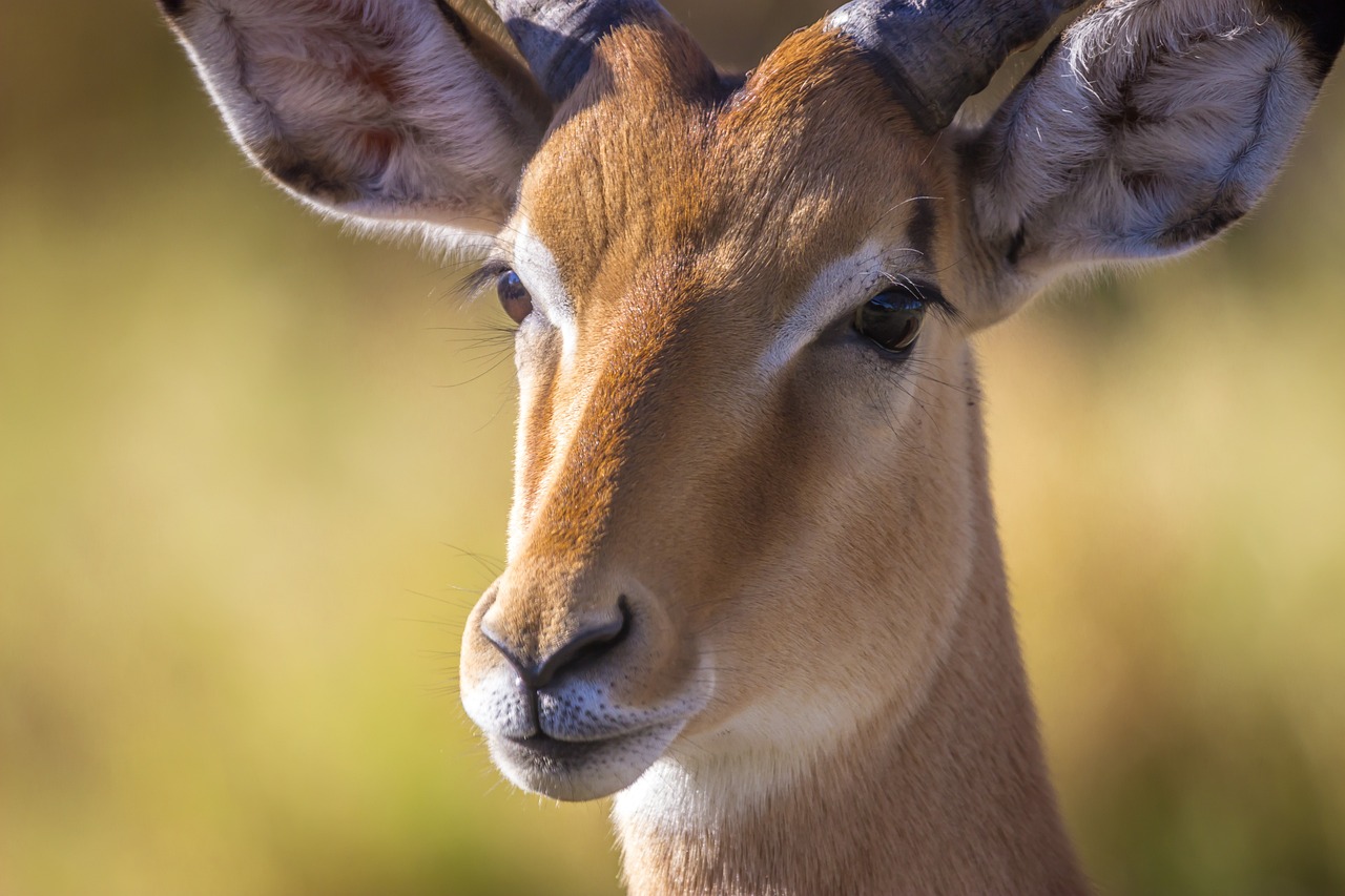 Your Gateway to the Best Safari Adventures in Kenya