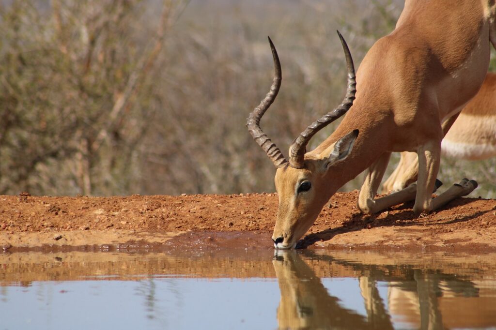 best kenya safari