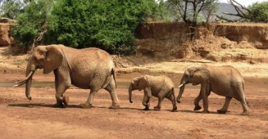 Luxury Kenya Safaris – Explore Africa in Style
