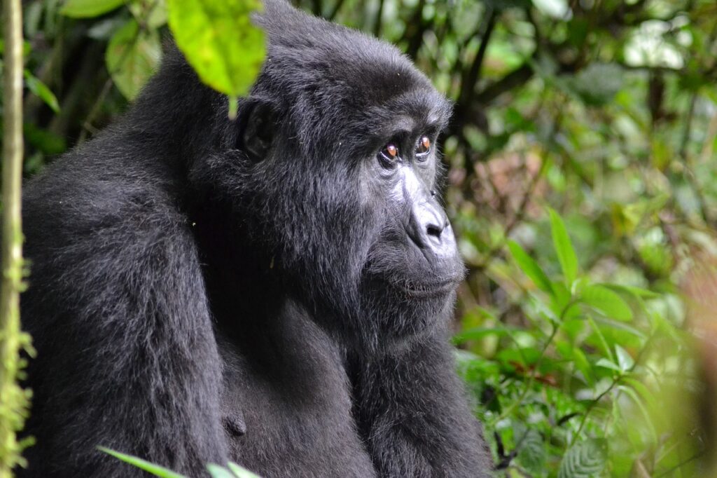 Gorilla safari