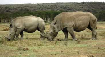 Unlock an Extraordinary City Safari in Nairobi National Park